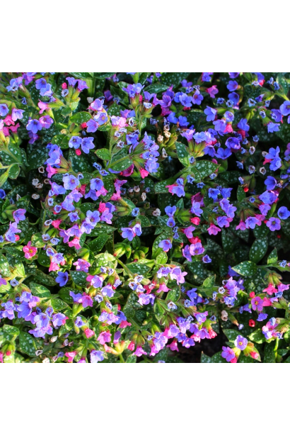 Квітуча медуниця цукрова з рожевими та блакитними квітками